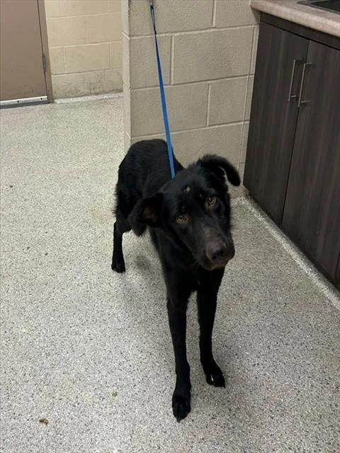A young large-sized male German Shepherd Dog dog named Bear for adoption in Conroe, TX