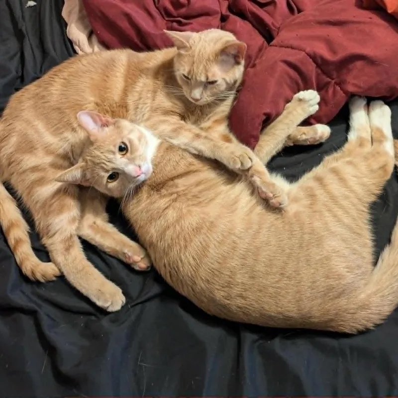 An adult small-sized male Orange / Red Domestic Short Hair cat named Peep for adoption in Lynchburg, VA