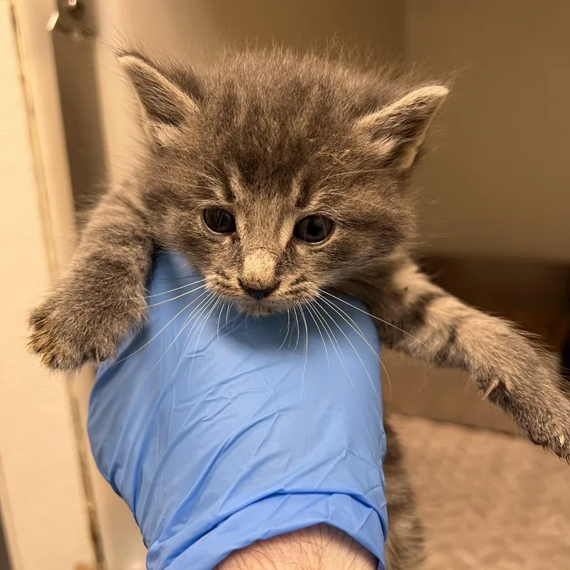 A baby small-sized male Gray / Blue / Silver Domestic Medium Hair cat named 72822 for adoption in Harrisonburg, VA