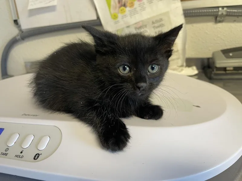 A baby medium-sized male Black Domestic Short Hair cat named Pepper for adoption in Bolivar, MO