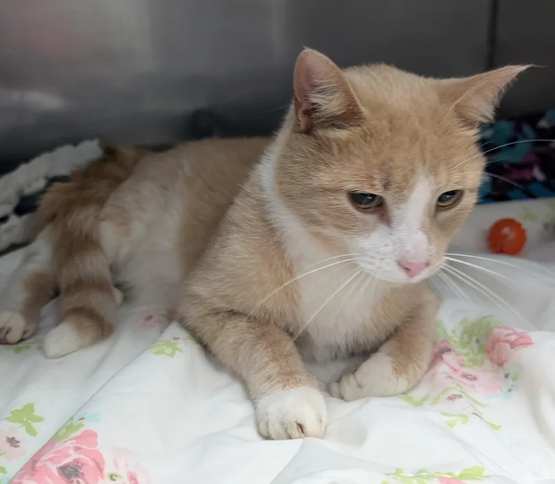 An adult medium-sized male Buff & White Domestic Short Hair cat named Copper for adoption in New Ulm, MN