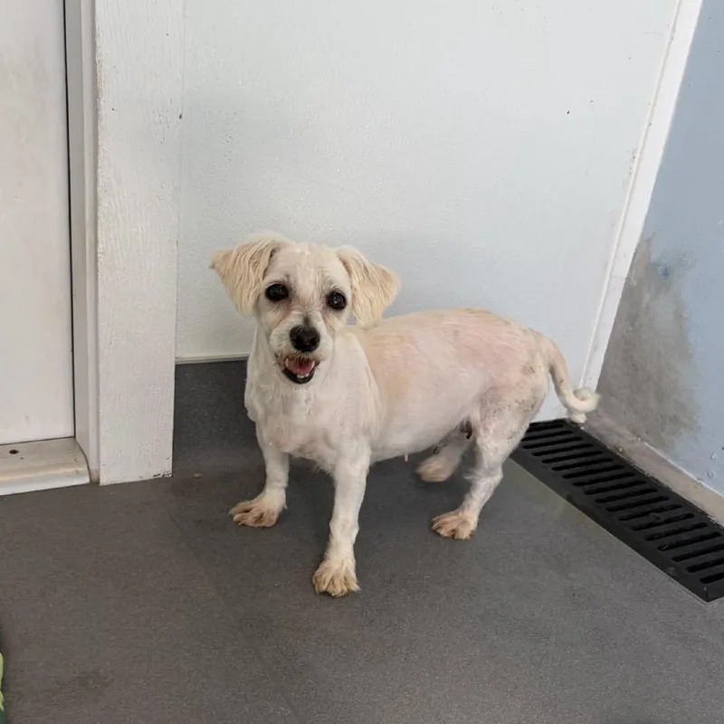 A senior small-sized female White / Cream Coton de Tulear dog named Shandee for adoption in LOXAHATCHEE, FL
