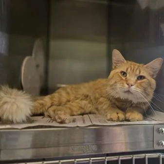 An adult small-sized male Orange / Red Domestic Long Hair cat named Bernardo for adoption in Madison, WI