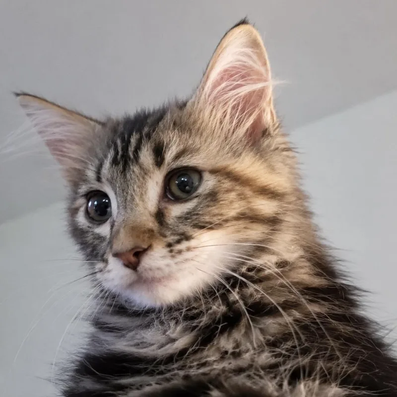 A baby small-sized female Brown / Chocolate Domestic Long Hair cat named Kisses for adoption in St. Peters, MO