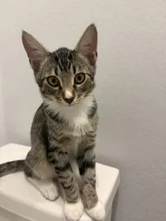 A baby small-sized male Brown / Chocolate Domestic Short Hair cat named Kevin Impala for adoption in Chandler, AZ