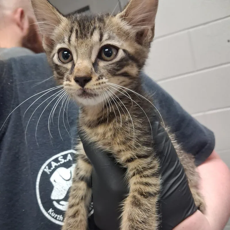 A baby small-sized female Gray / Blue / Silver American Shorthair cat named Millie for adoption in Lufkin, TX