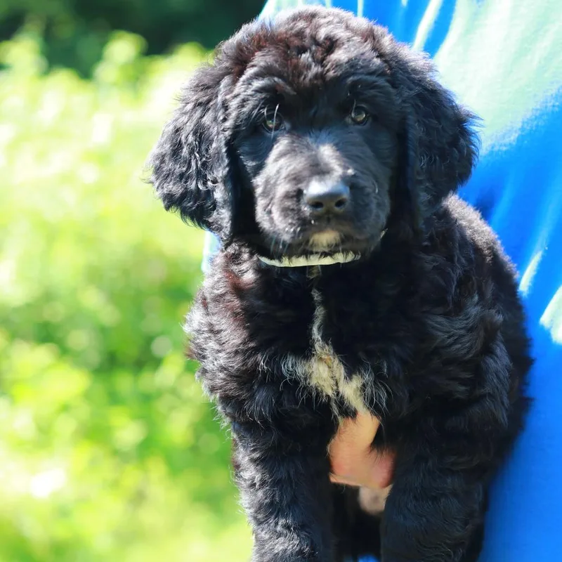 A baby medium-sized male Black Labrador Retriever dog named CT Grasshopper avail Jul for adoption in Eastford, CT