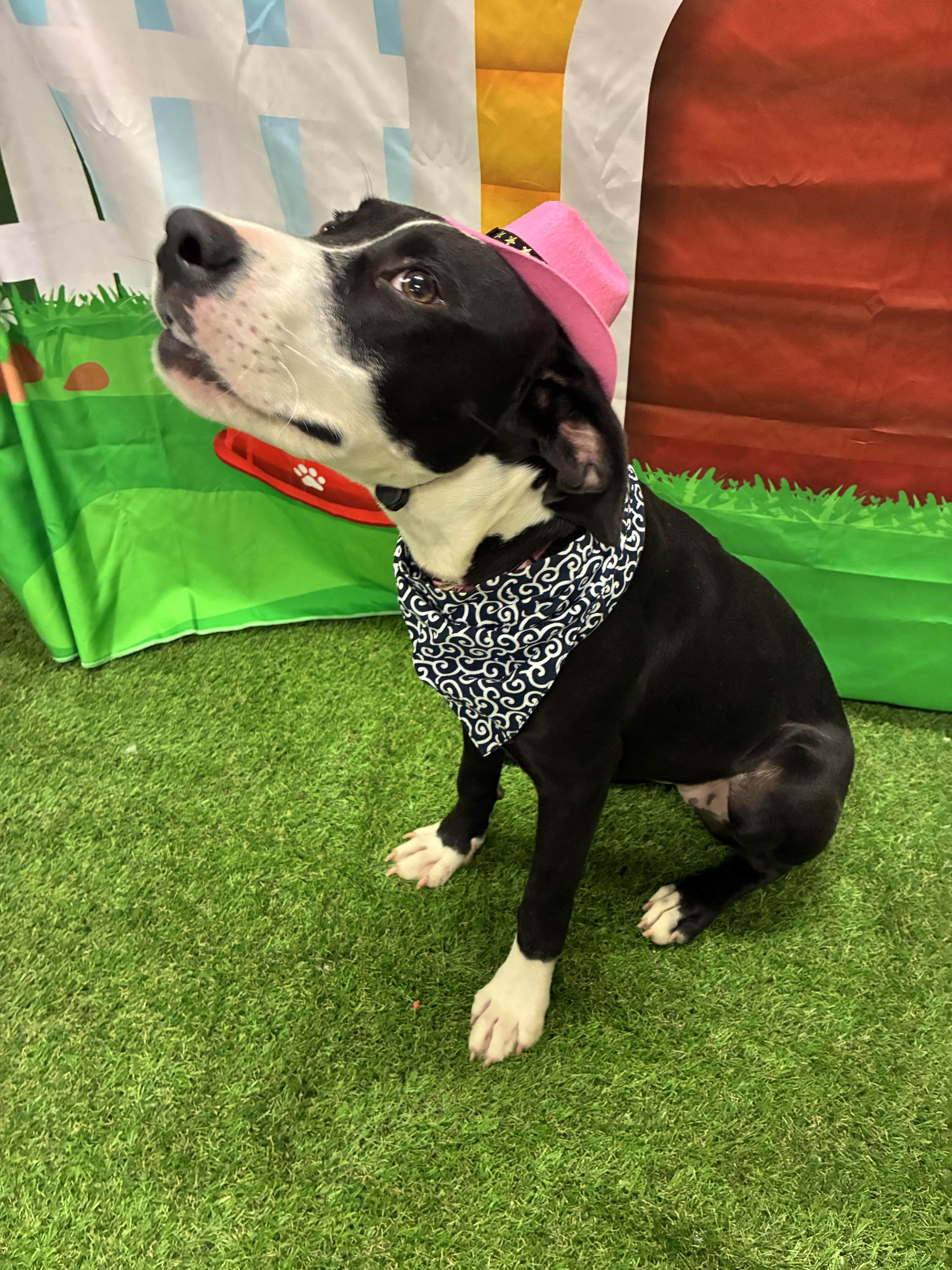 A young medium-sized female Black Labrador Retriever dog named Houdini for adoption in Woodbine, GA