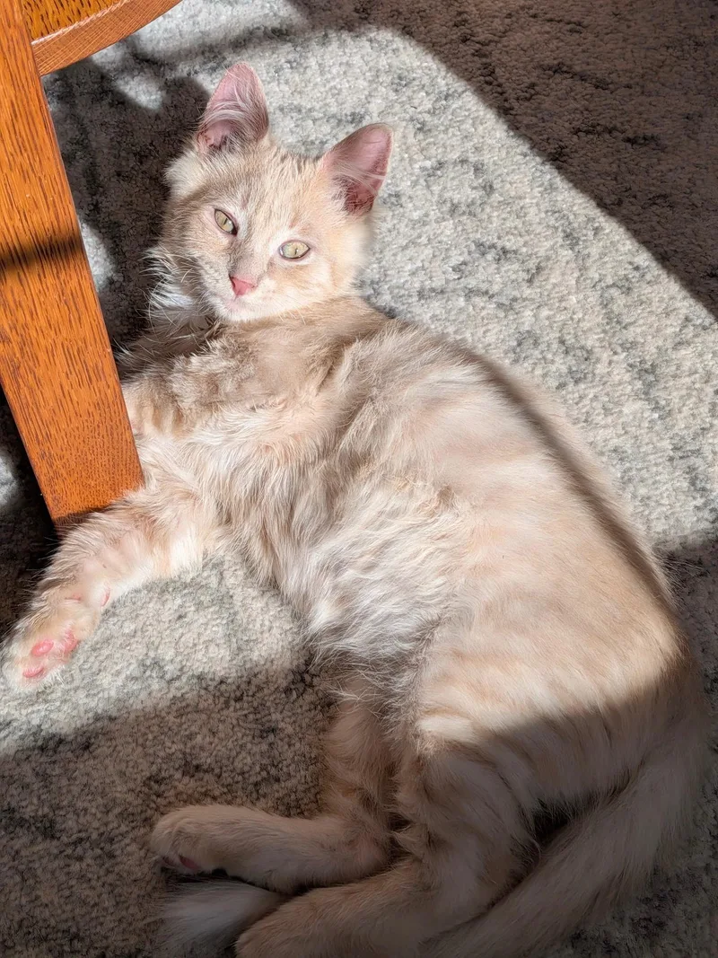 A young medium-sized male Buff & White Domestic Long Hair cat named Pumpkin for adoption in Honeoye, NY