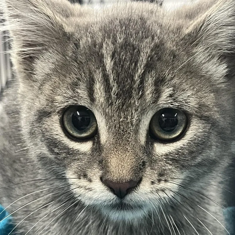 A baby small-sized male Gray / Blue / Silver Domestic Short Hair cat named Sketch for adoption in Idaho Falls, ID