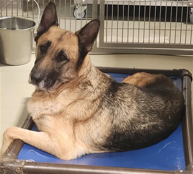 An adult large-sized female Black German Shepherd Dog dog named Bailey for adoption in Thousand Oaks, CA