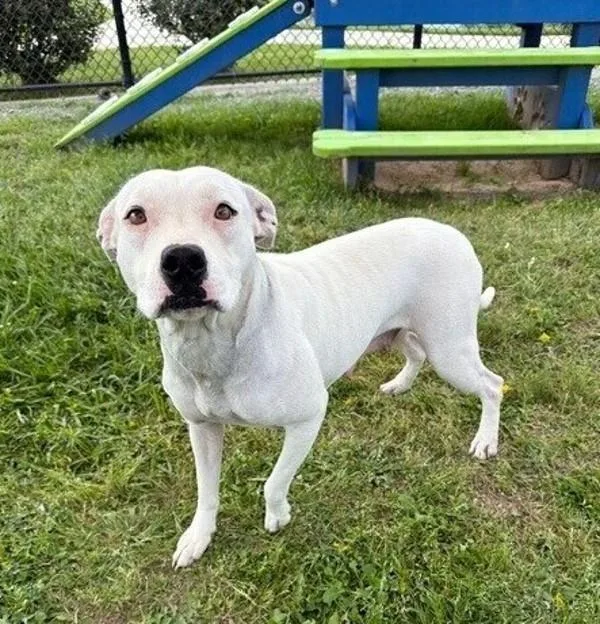 Mrs. Daisy thumbnail 3