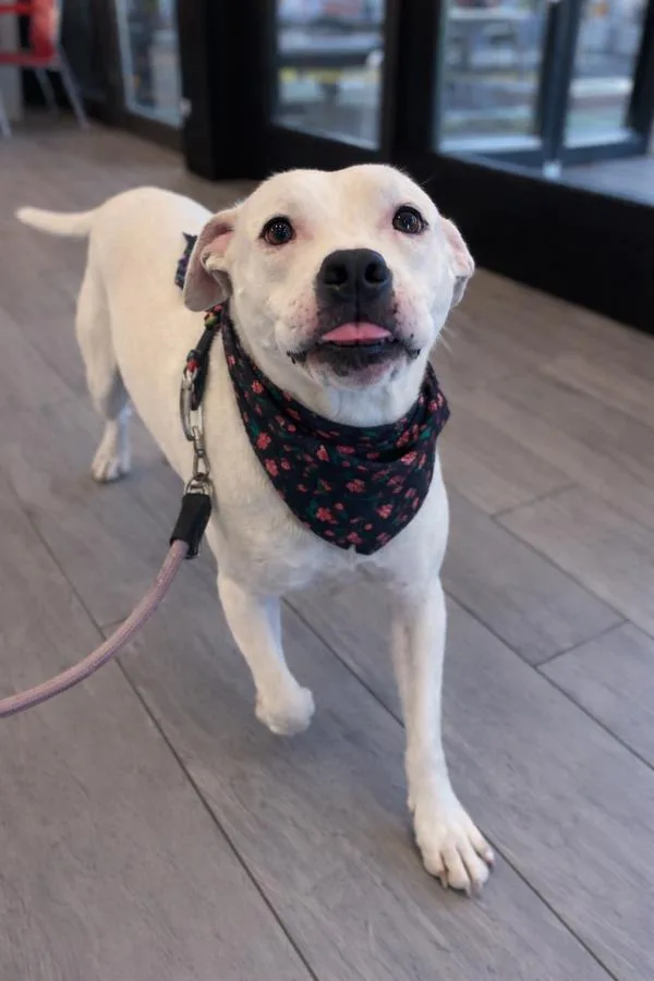 Mrs. Daisy thumbnail 4