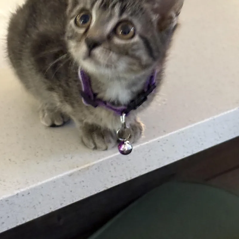 A baby medium-sized female Tabby (Gray / Blue / Silver) Domestic Short Hair cat named Mae for adoption in Forney, TX
