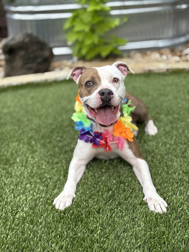A young medium-sized female American Staffordshire Terrier dog named Nala for adoption in Mico, TX