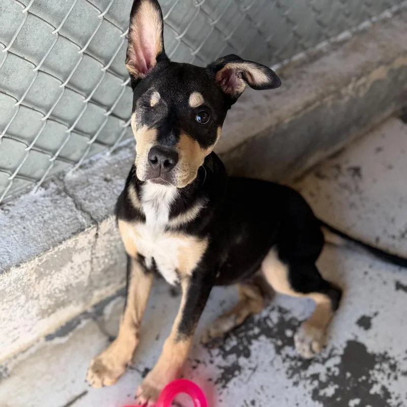 A young medium-sized male Black Mixed Breed dog named Jax for adoption in Medford, OR