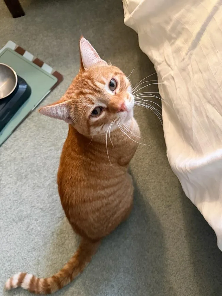 An adult large-sized male Tabby (Orange / Red) Domestic Short Hair cat named Mac for adoption in Vancouver, WA