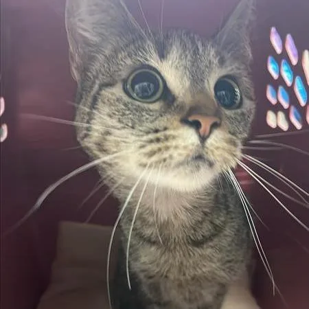 A young medium-sized female Brown / Chocolate Domestic Short Hair cat named Paris Amour for adoption in Tacoma, WA