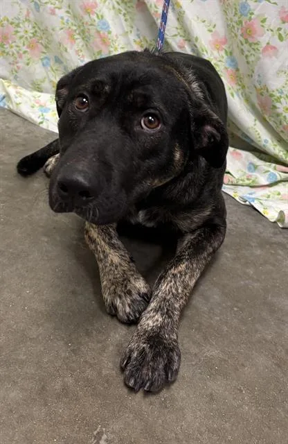A young large-sized male German Shepherd Dog dog named A for adoption in Rosenberg, TX