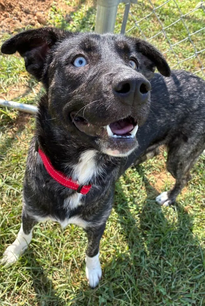 A young large-sized female Husky dog named Rapunzel for adoption in Blountville, TN