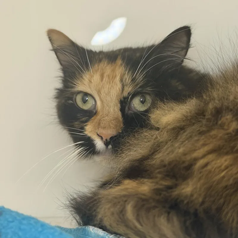 An adult medium-sized female Domestic Medium Hair cat named Dorito for adoption in Los Angeles, CA
