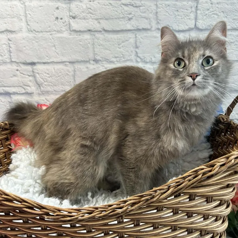 An adult medium-sized female Tortoiseshell Domestic Medium Hair cat named Lola for adoption in Harrisonburg, VA