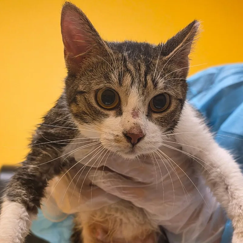A young medium-sized female Brown / Chocolate Domestic Short Hair cat named Hailey for adoption in Newark, NJ