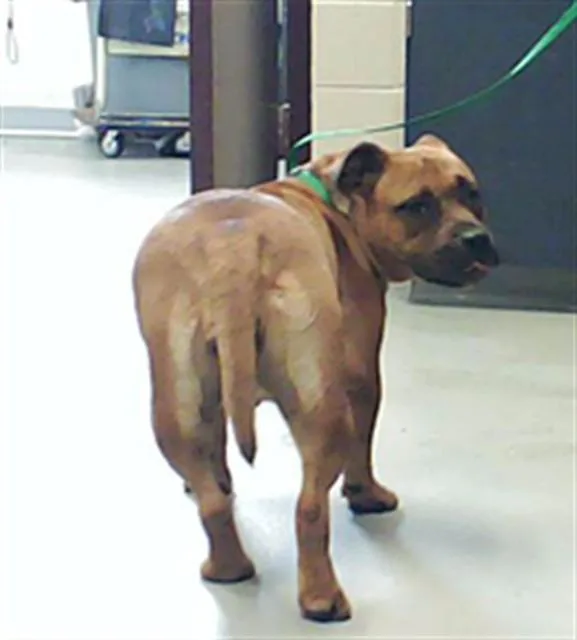 An adult medium-sized female Pit Bull Terrier dog named Cinnamon for adoption in Fayetteville, NC