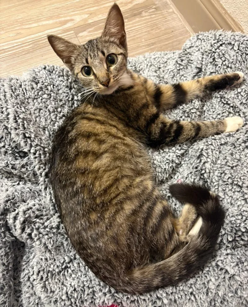 A baby small-sized female Domestic Short Hair cat named Penelope for adoption in Corpus Christi, TX