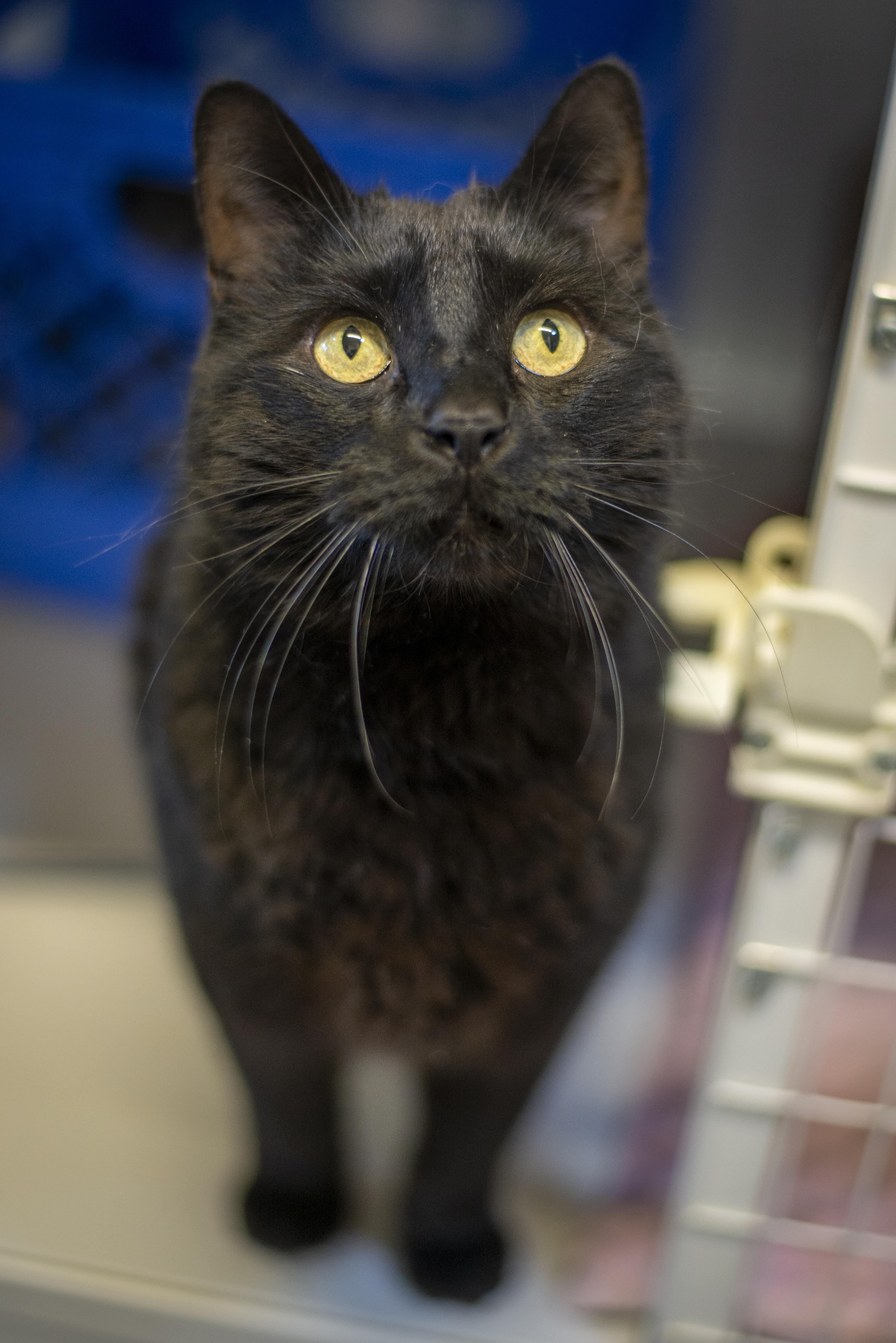An adult large-sized male Black Domestic Short Hair cat named Blue for adoption in Gunnison, CO