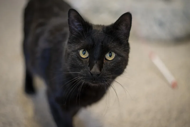 Blue thumbnail 3