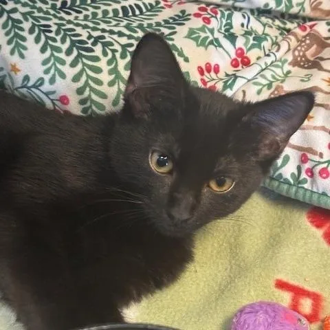 A baby small-sized female Black Domestic Short Hair cat named Loyal for adoption in Hawthorne, CA