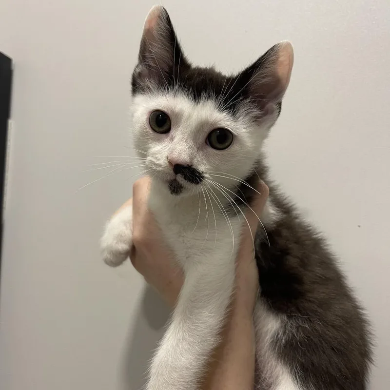 A baby small-sized male White Domestic Short Hair cat named Arrax for adoption in Winston Salem, NC