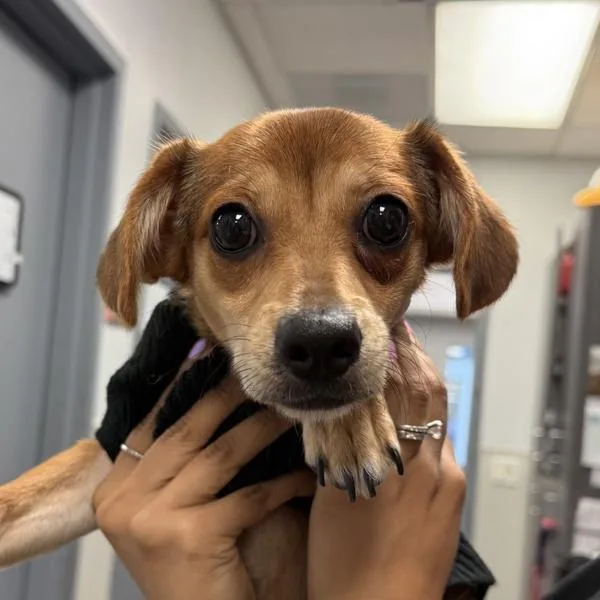 A young small-sized female Chihuahua dog named Coco for adoption in San Diego, CA
