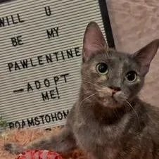 A young medium-sized female Dilute Tortoiseshell Domestic Short Hair cat named Starr for adoption in Conroe, TX