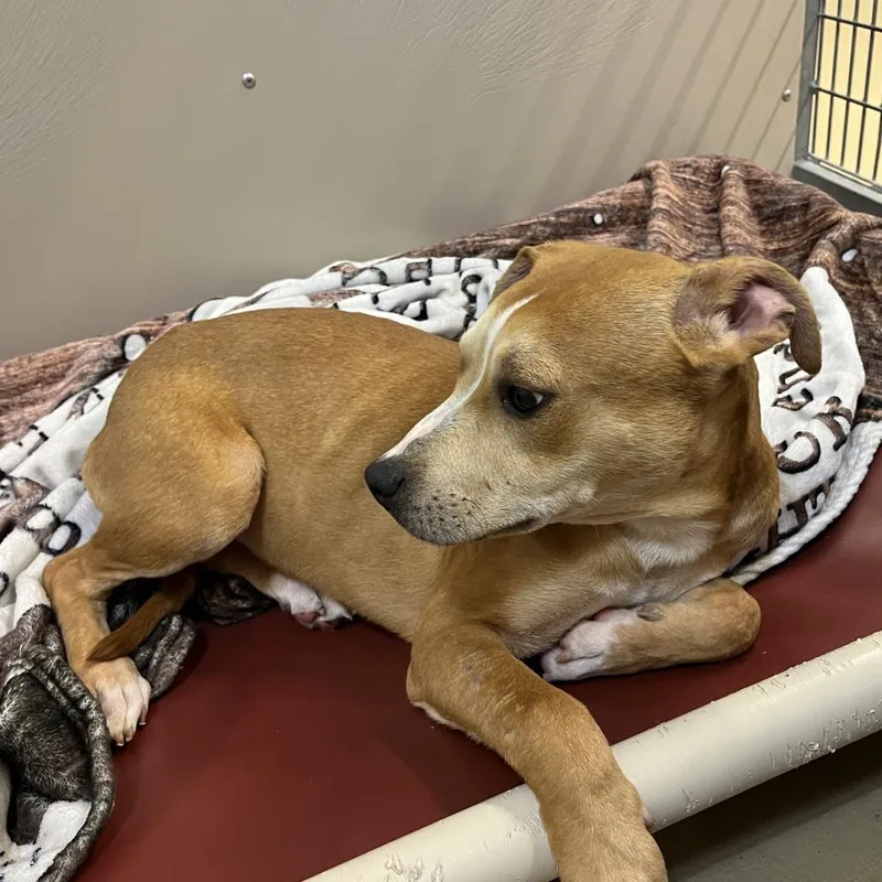 A young medium-sized male Golden Mixed Breed dog named Oliver for adoption in Fairport, NY