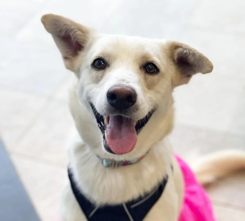 An adult medium-sized female Shepherd dog named Betty White for adoption in Savage, MN