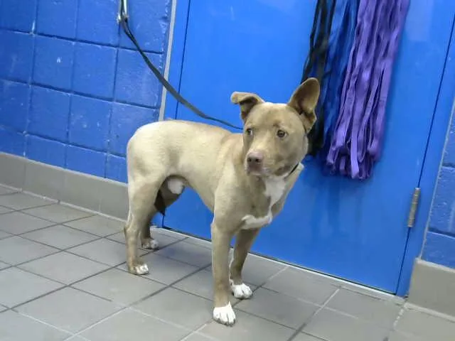 A young medium-sized male Pit Bull Terrier dog named Dakota for adoption in Albuquerque, NM