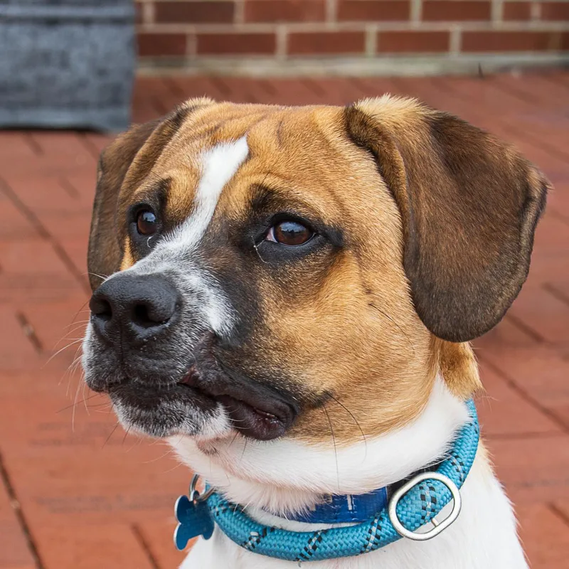 A young medium-sized male Beagle dog named Andy for adoption in Arlington Heights, IL