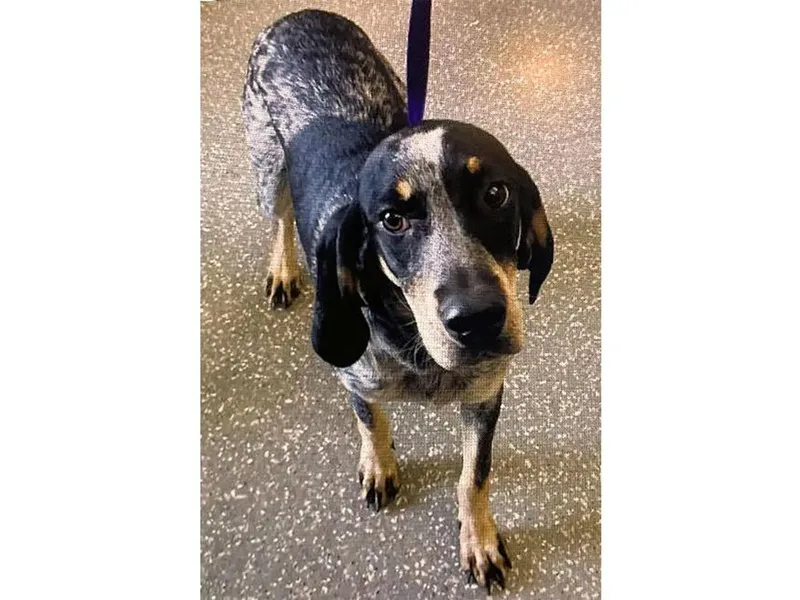 A young large-sized female Bluetick Coonhound dog named Lola for adoption in Leawood, KS