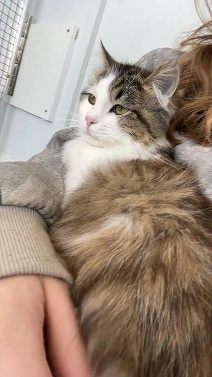 Sassafras thumbnail 2