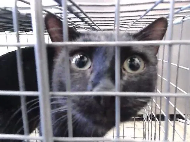A young medium-sized male Domestic Short Hair cat named Zero for adoption in Tulsa, OK