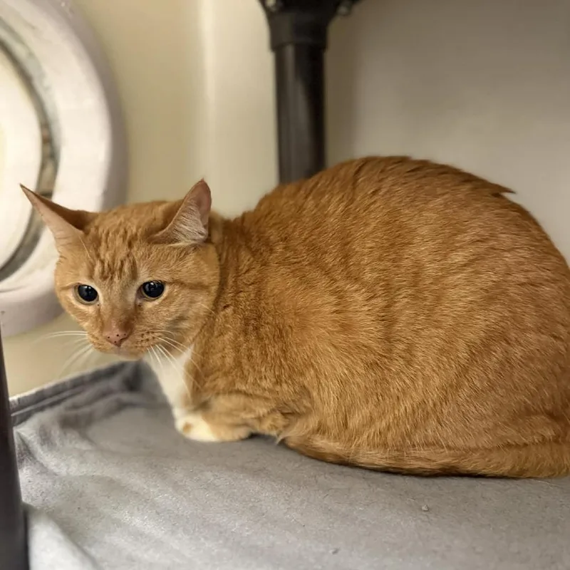 An adult small-sized female Orange / Red Domestic Short Hair cat named Clementine for adoption in Caryville, TN