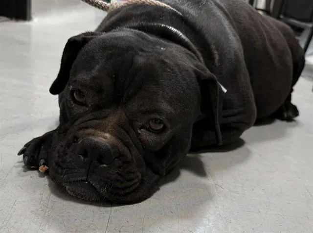 A young small-sized female American Bulldog dog named Petunia for adoption in Lancaster, CA