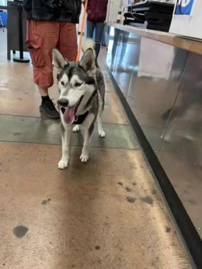 A young medium-sized male Siberian Husky dog named Lance for adoption in Van Nuys, CA