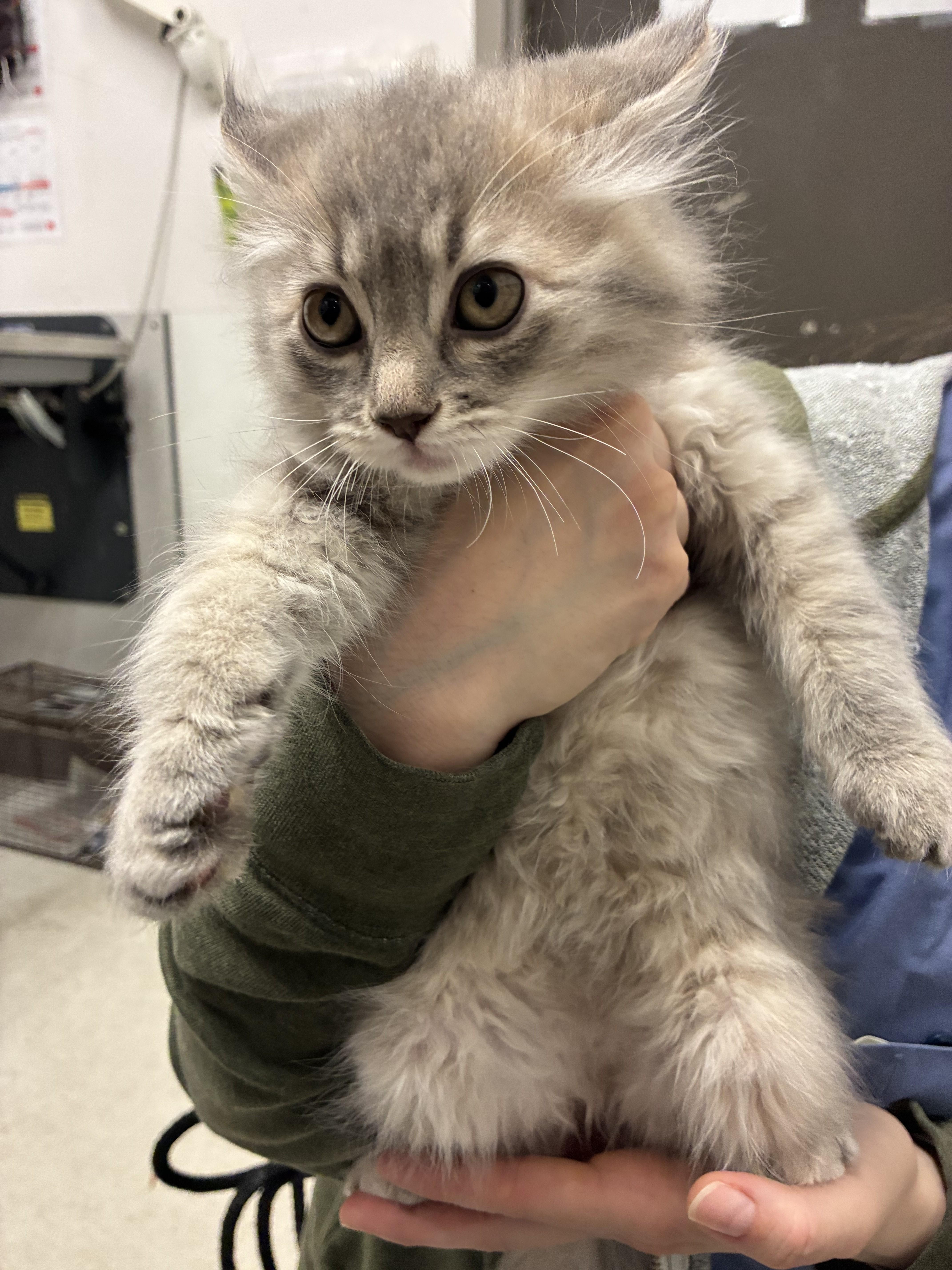 A baby small-sized female Domestic Long Hair cat named Strawberry for adoption in Los Angeles, CA