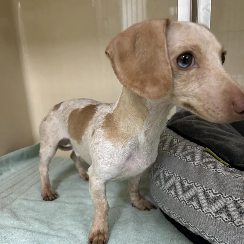 An adult small-sized male Yellow / Tan / Blond / Fawn Dachshund dog named Svasstray for adoption in Lyndhurst, VA