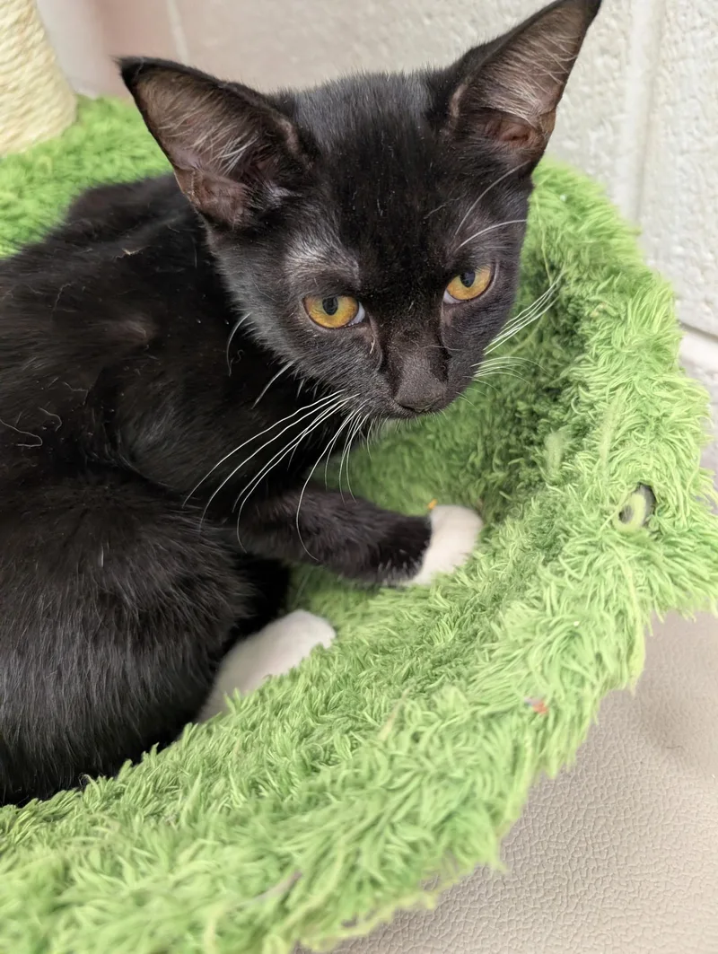 A baby medium-sized male Black & White / Tuxedo Domestic Short Hair cat named Poppy for adoption in Smithfield, NC
