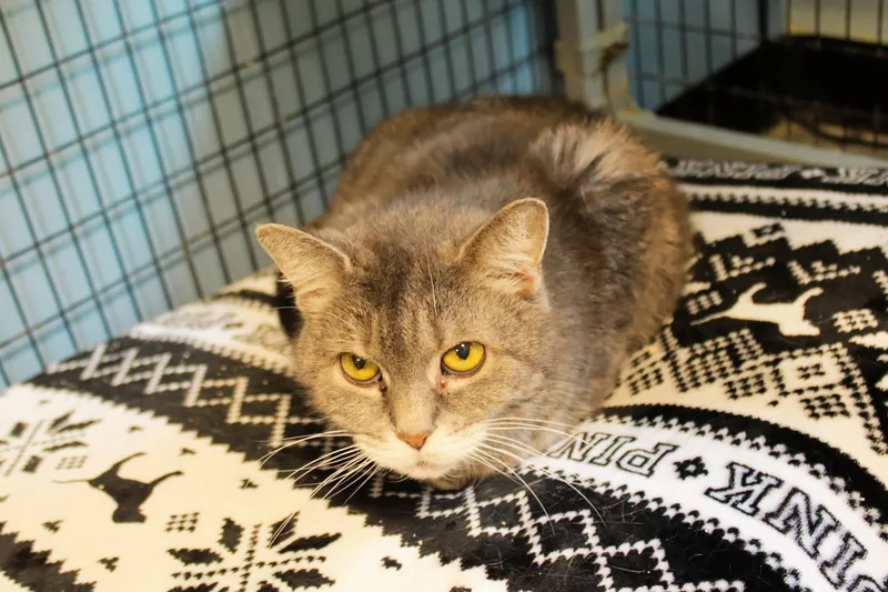 An adult medium-sized female Tabby (Gray / Blue / Silver) Domestic Short Hair cat named Sasha for adoption in Urbana, OH