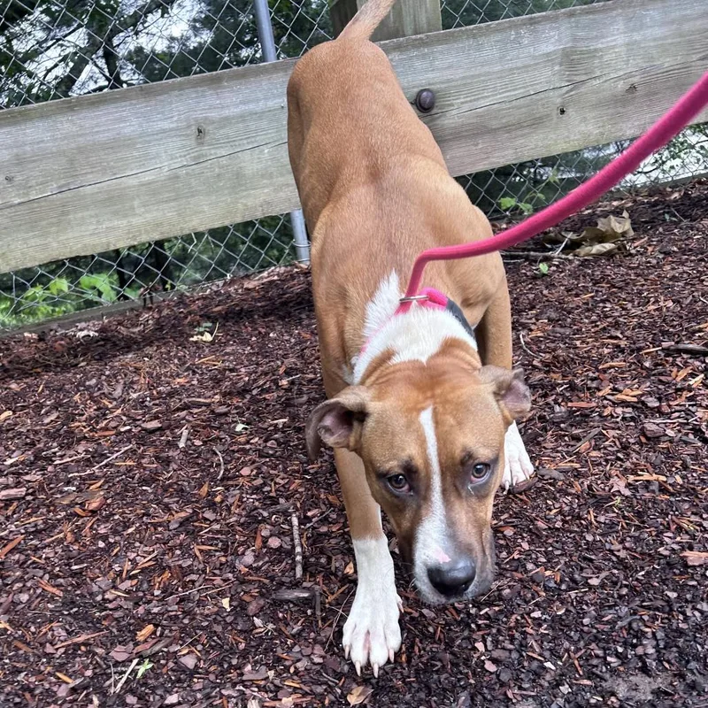 A young medium-sized male Brown / Chocolate Mixed Breed dog named Conditions for adoption in Asheville, NC